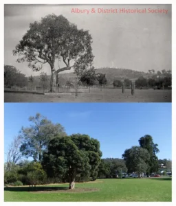 4Hovell-Tree-Albury-1